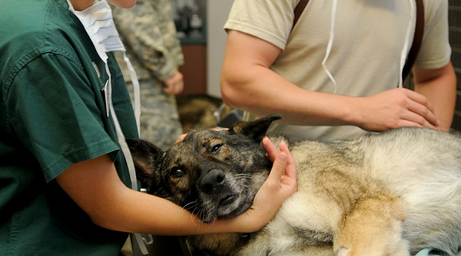 Médico Veterinário