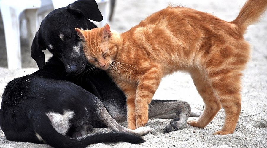 Animais de companhia