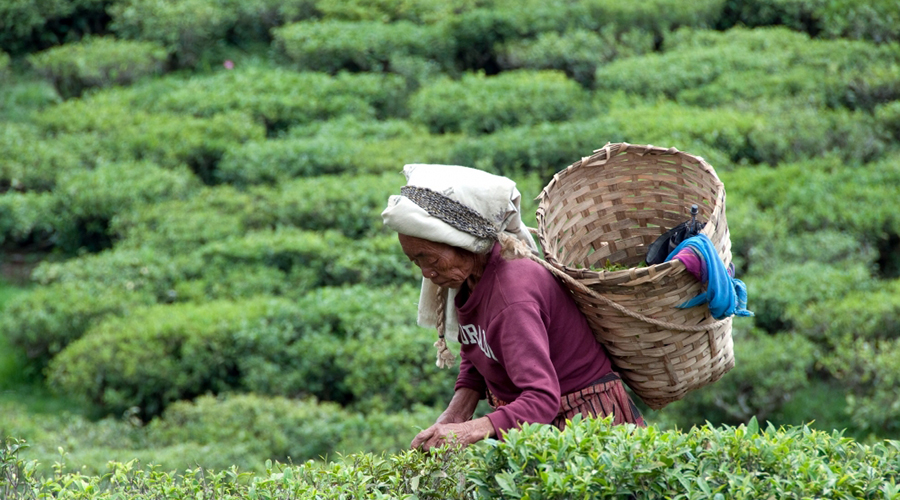 Trabalhadora com cesto grande às costas a fazer recolha em campo de cultivo