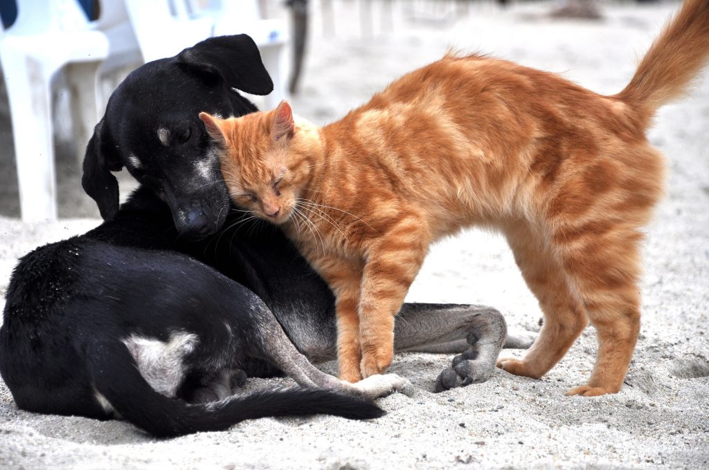 Cão e gato a brincarem