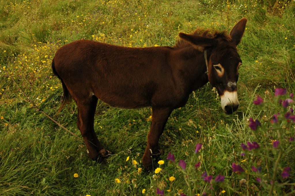 Animais - Burro