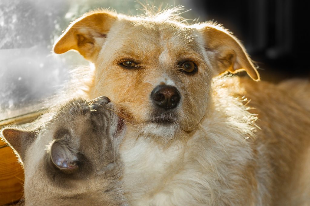 Cão Gato