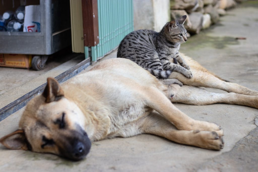 Animais Gato Cão Rua