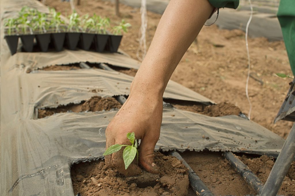 Agricultura