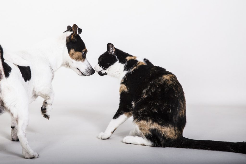 cão gato