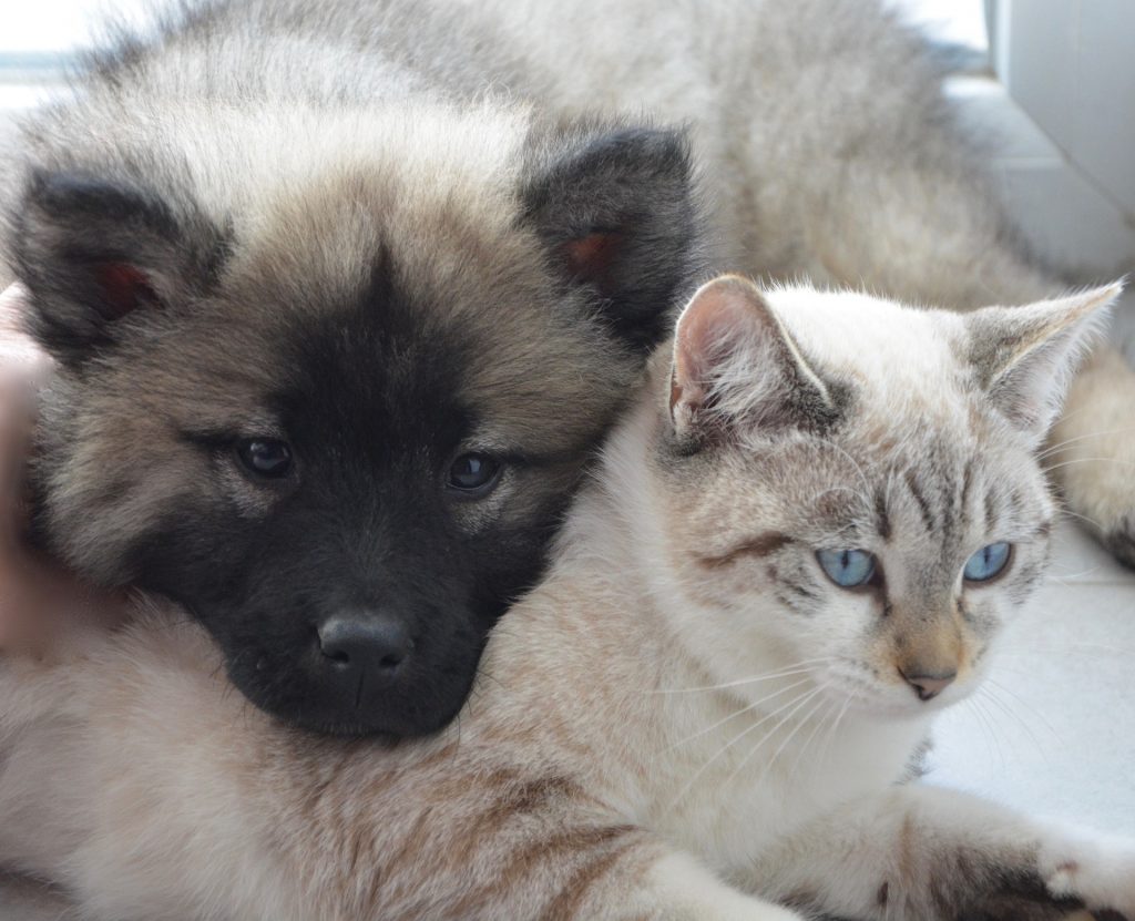 Cão Gato