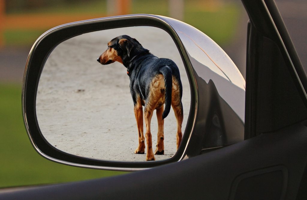 Cão Abandono Crime