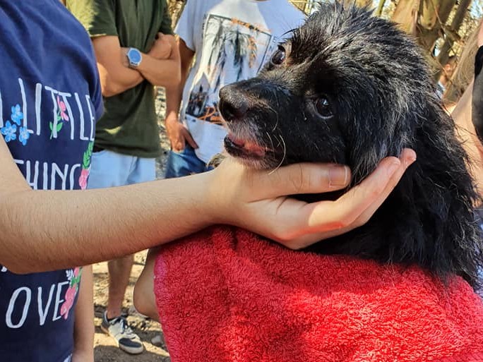 Cão Incêndios Santo Tirso