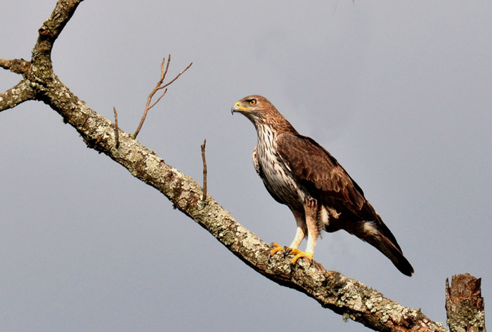 Águia de Bonelli