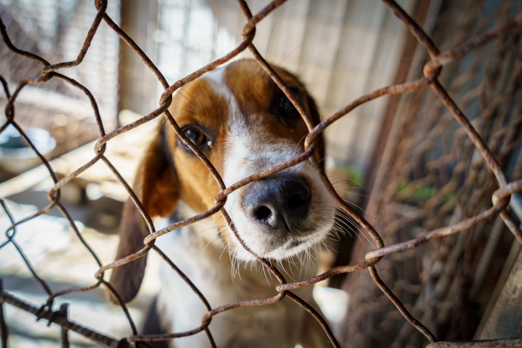 Cão