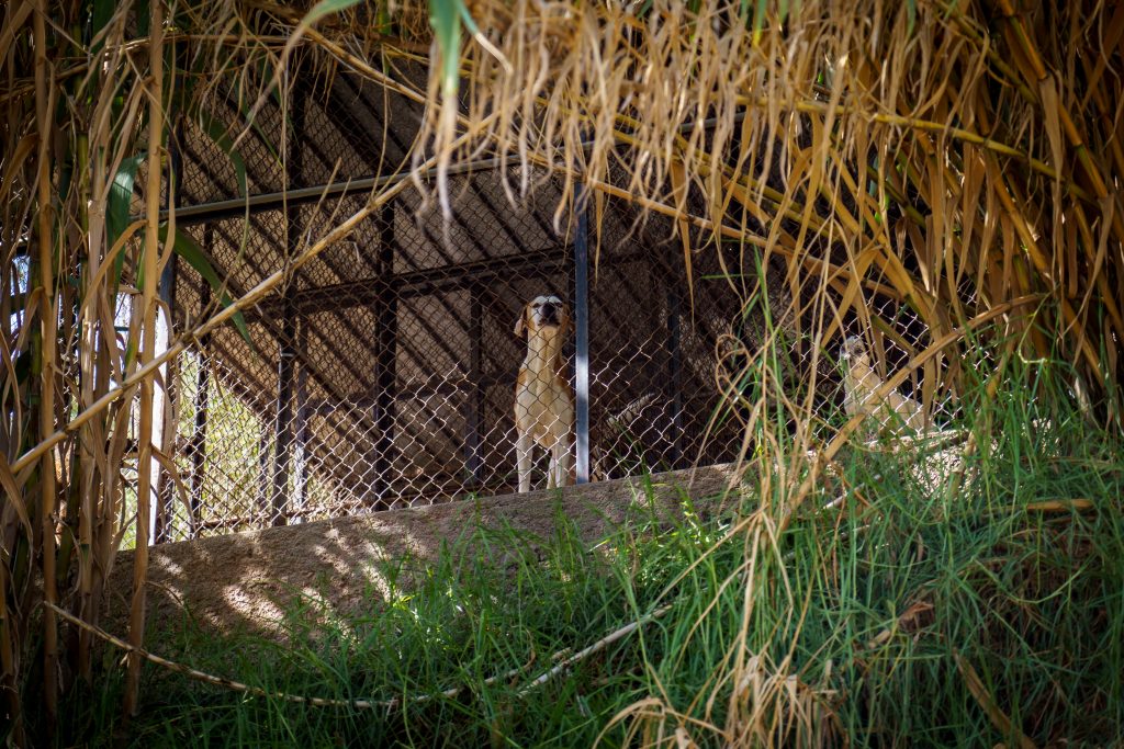 Cão