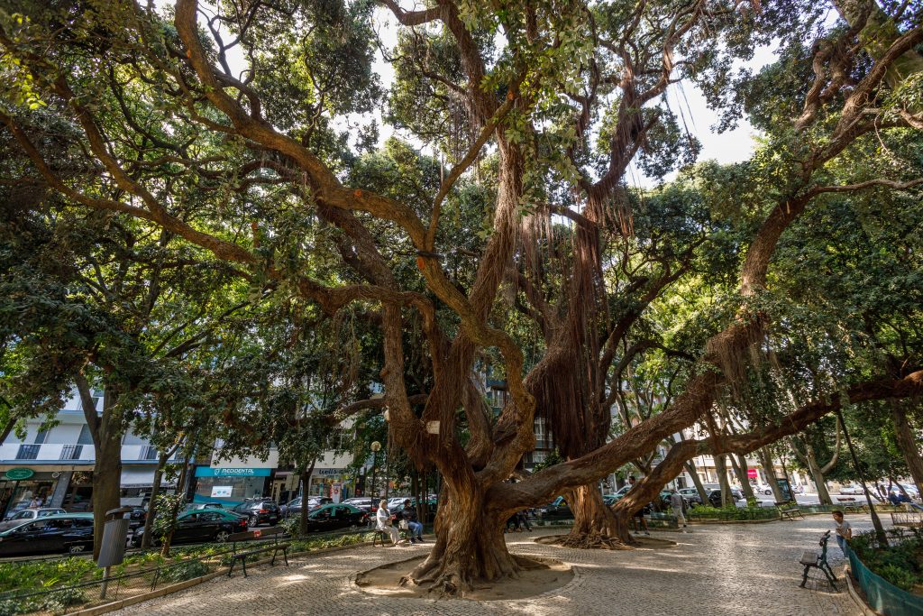 Árvore - Jardim Teófilo Braga