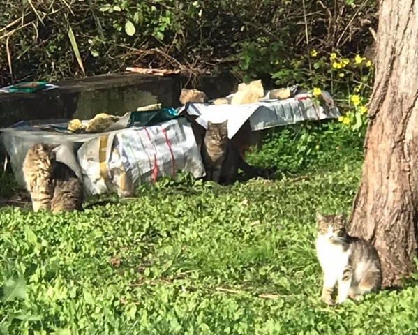 Colónia de gatos benfica