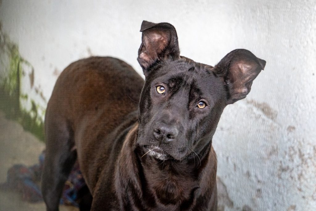 Cão