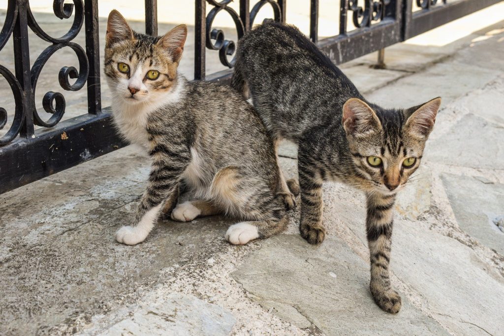 Gatos de rua