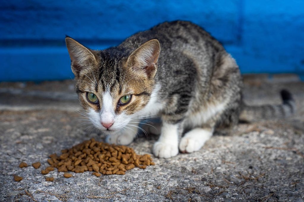 Alimentação de animais de companhia