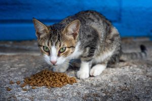 Alimentação de animais de companhia