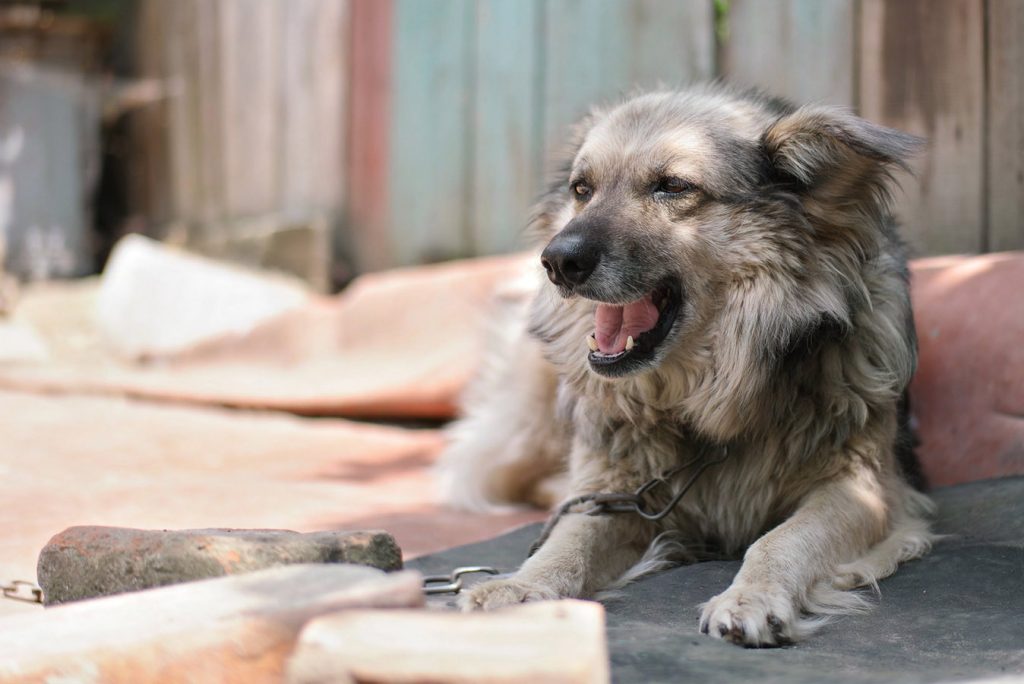 Coleiras cães acorrentado