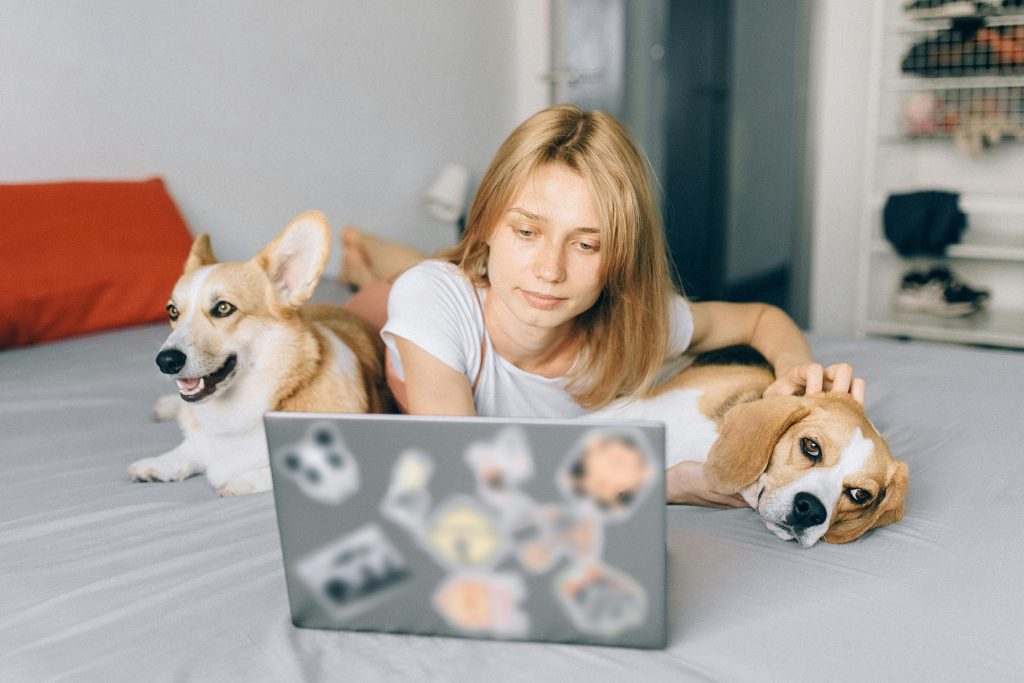 Animais trabalho